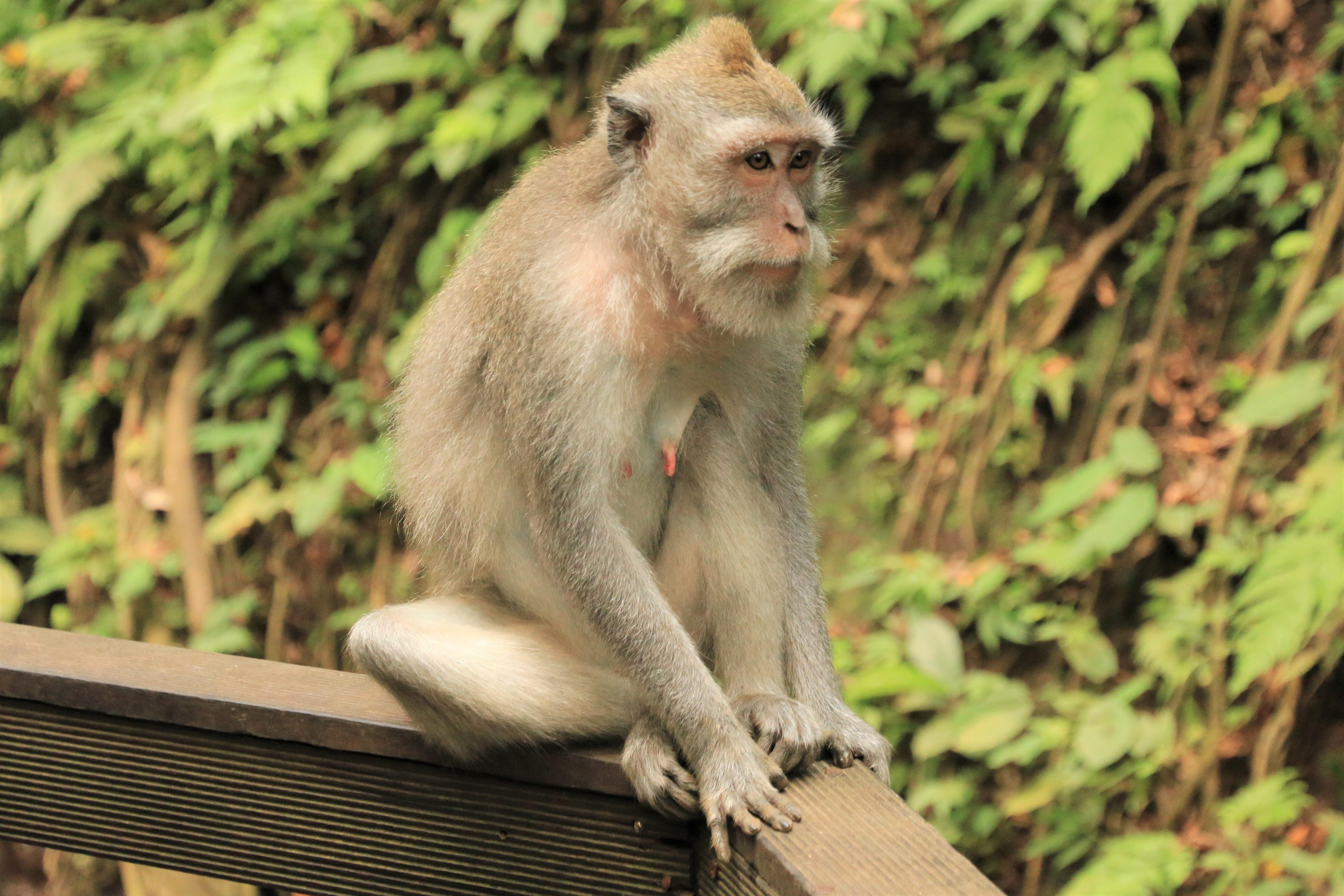 Ubud monkeys